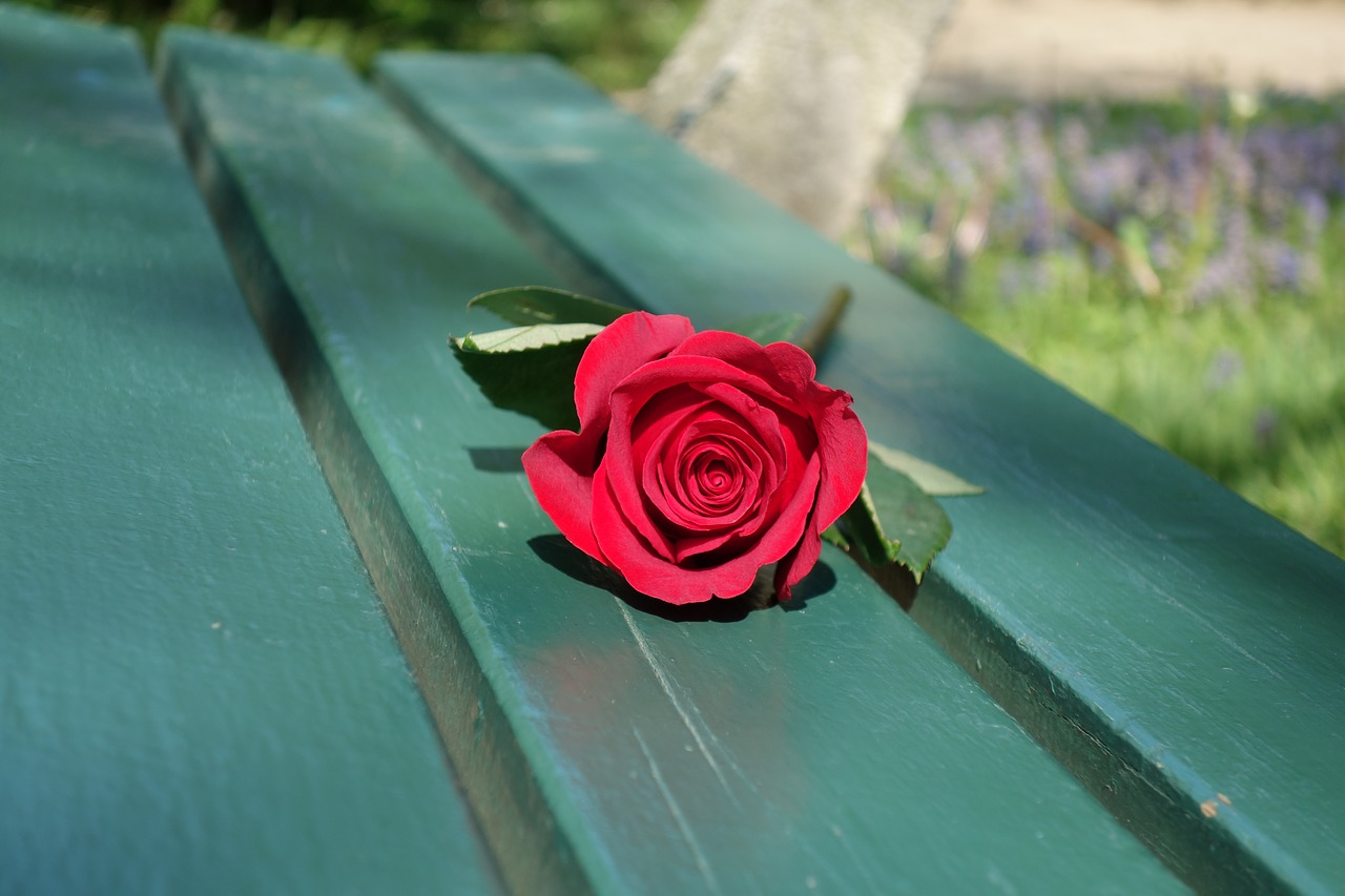 red rose empty green bench love free photo