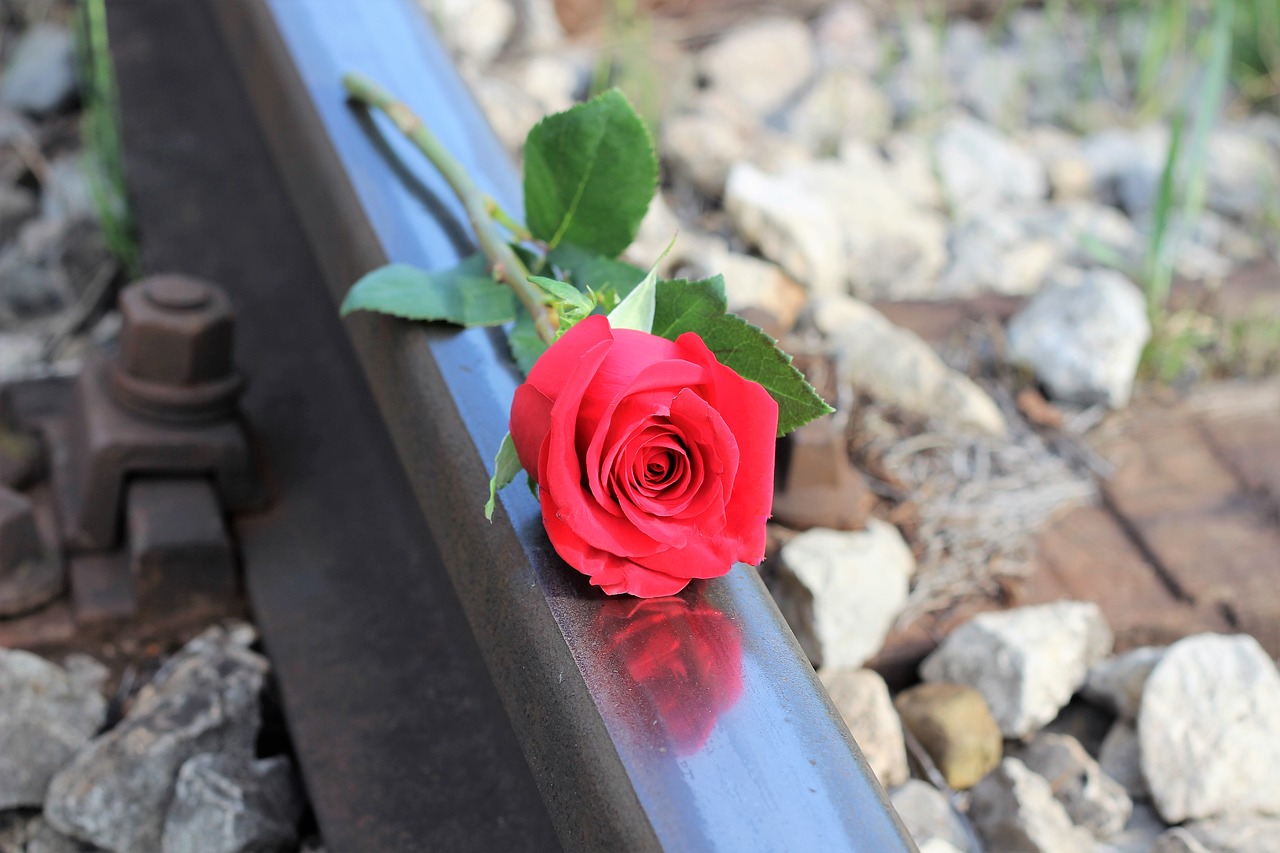 red rose railway stop suicide free photo