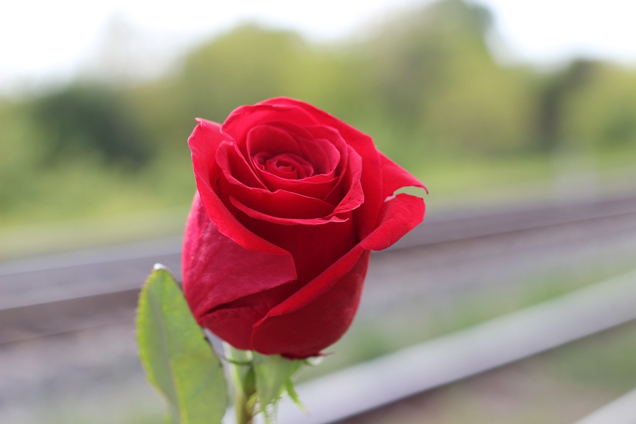 red rose railway stop suicide free photo