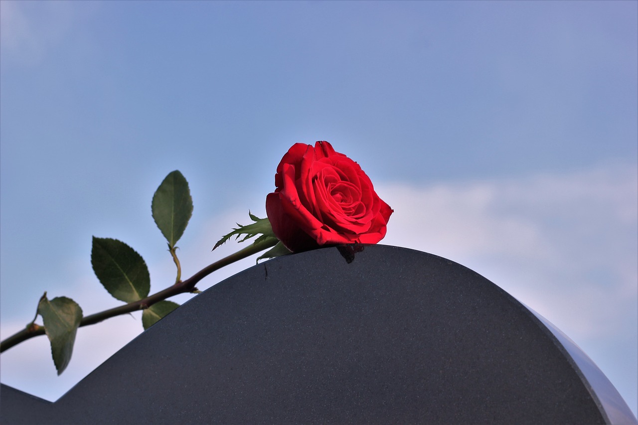 red rose heart gravestone love free photo