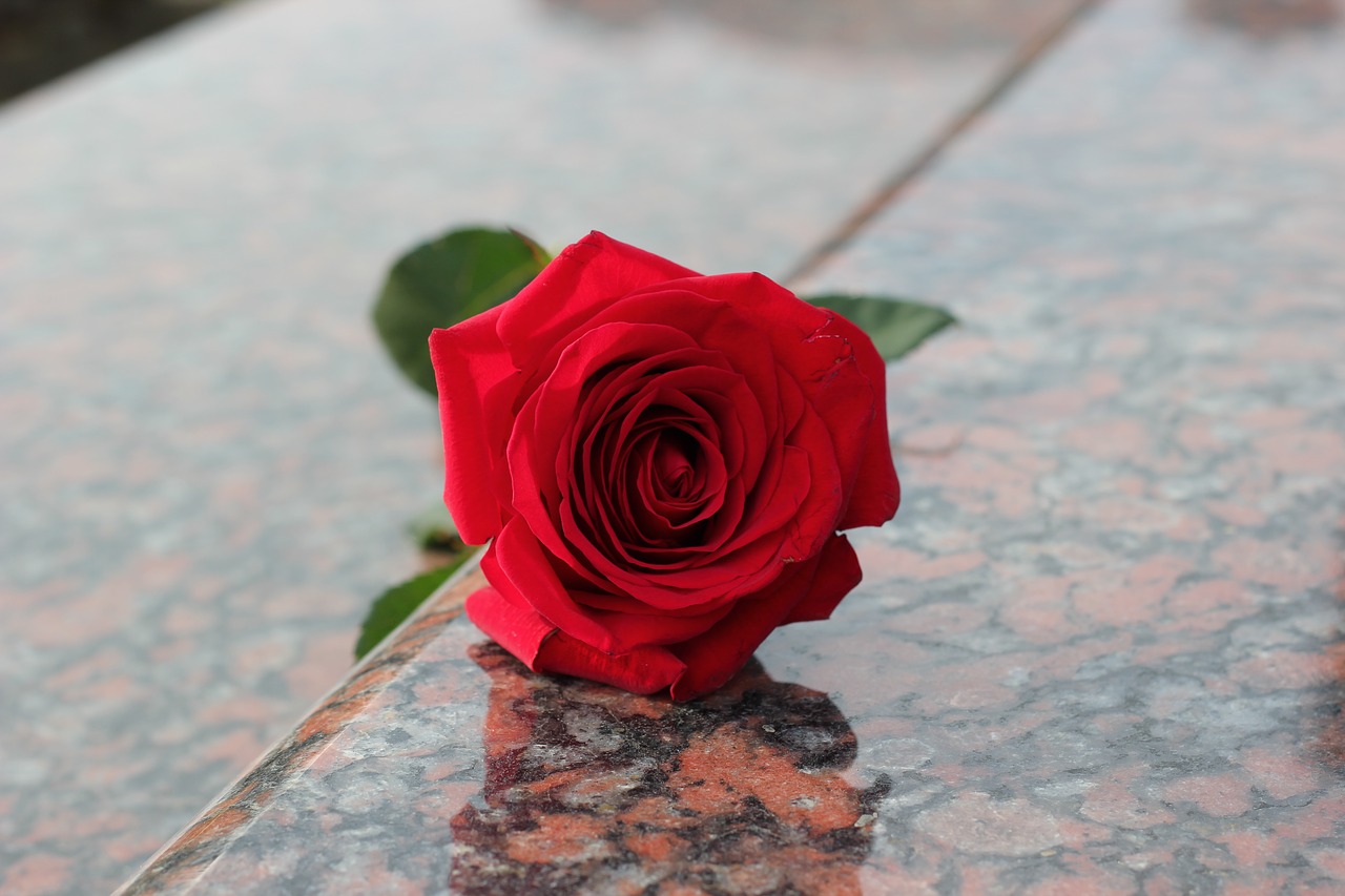 red rose red marble gravestone free photo