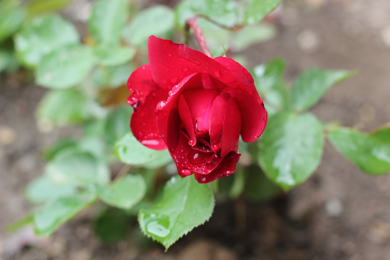 red rose after rain drops free photo