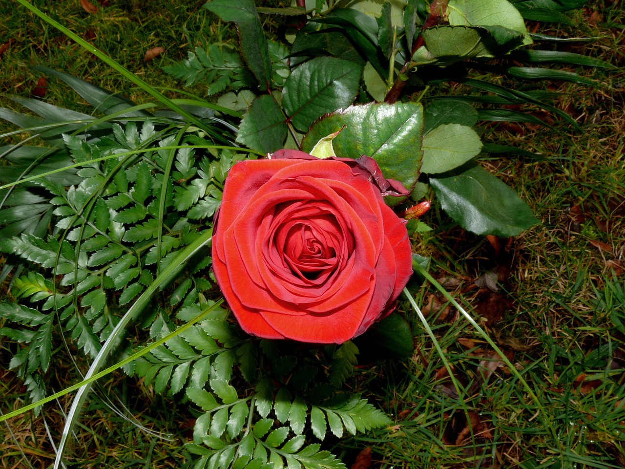 red rose blossom bloom free photo