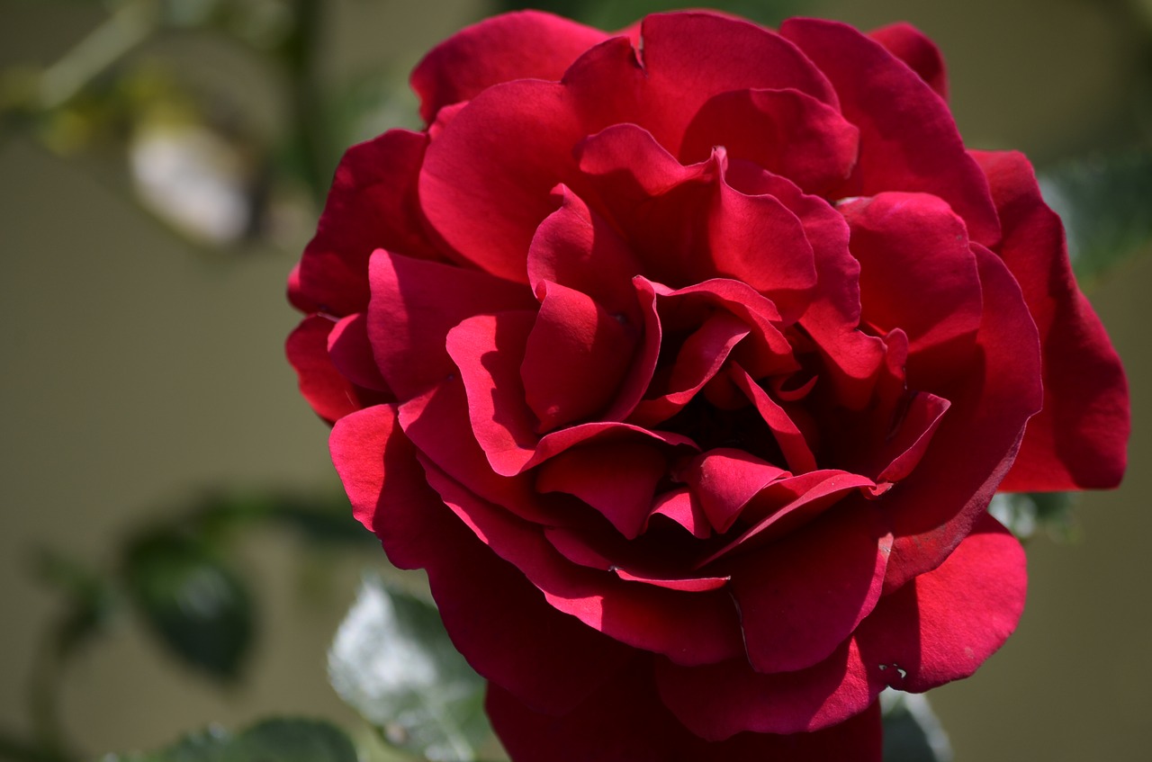 red rose rose flowers free photo