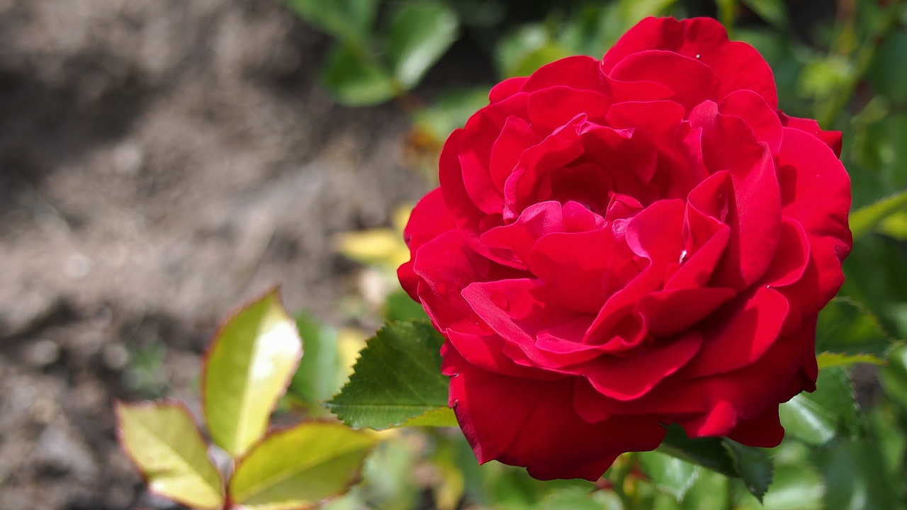 red rose flower blooms free photo