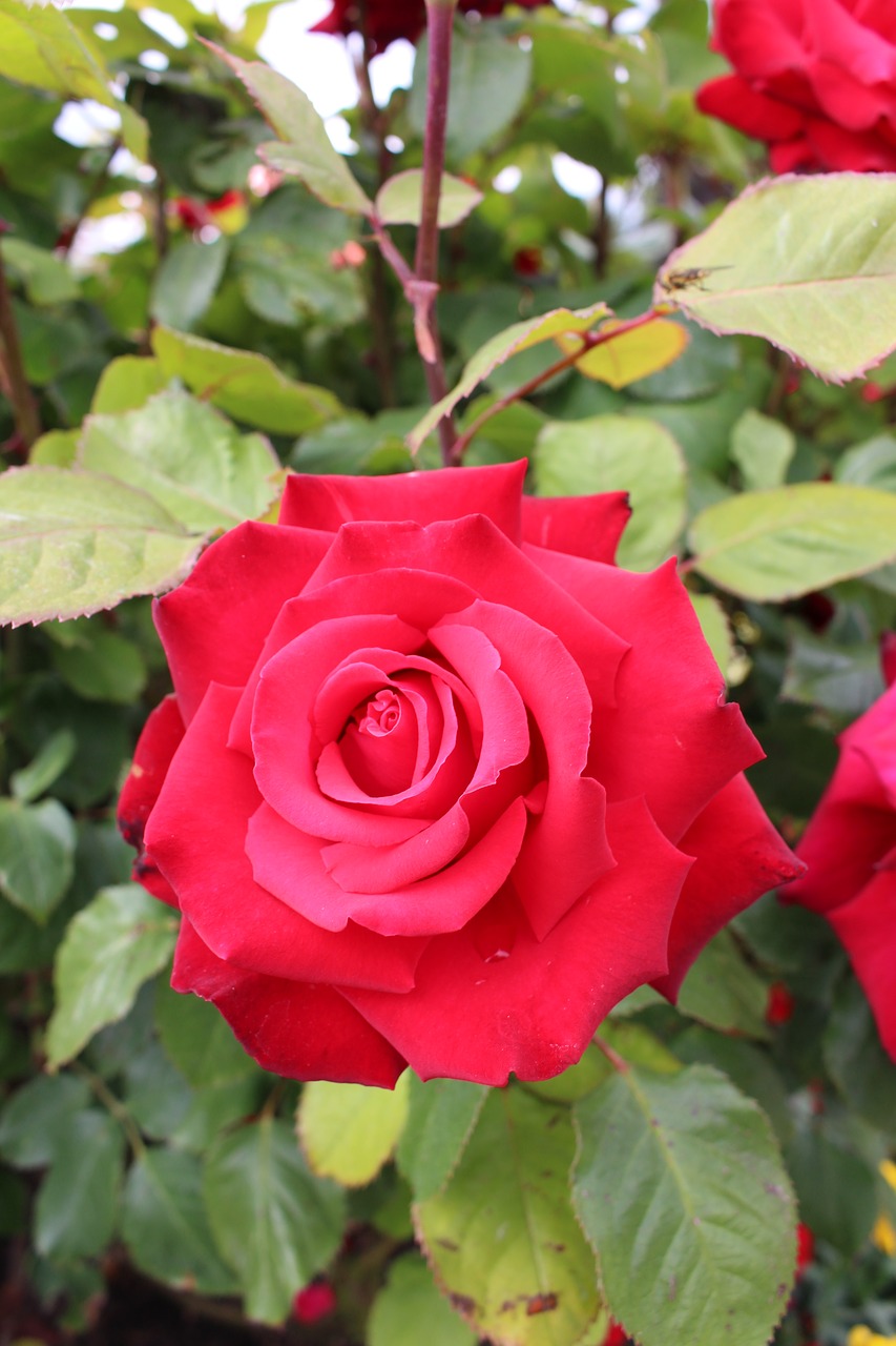 red rose rose bloom red free photo