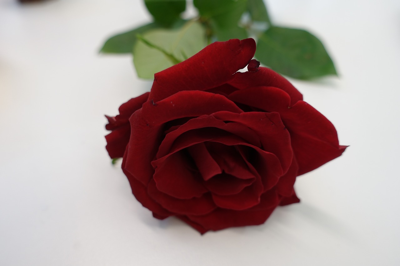 Red Rose Love Heart Rose Romance Free Image From Needpix Com