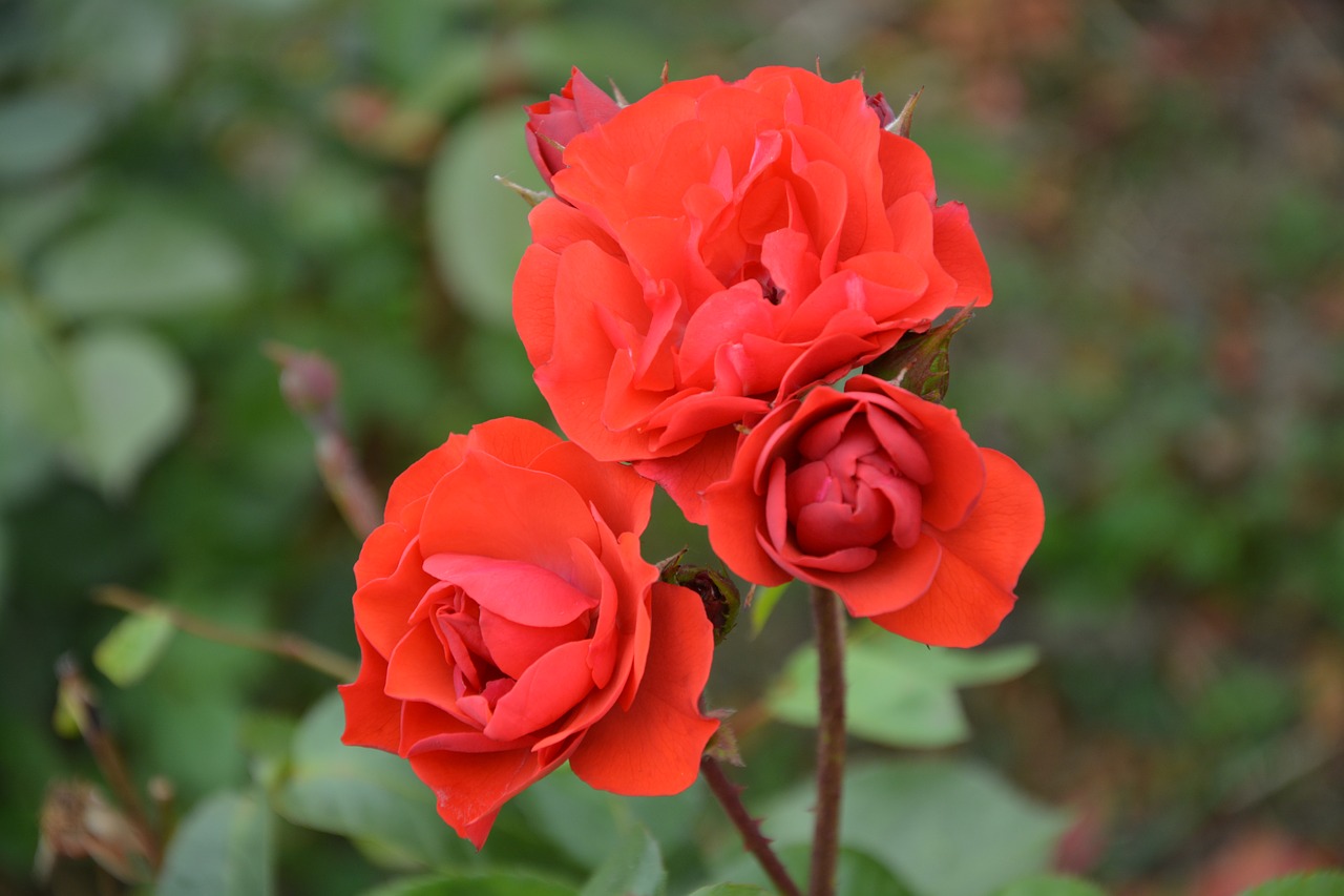 red rose bouquet flower free photo