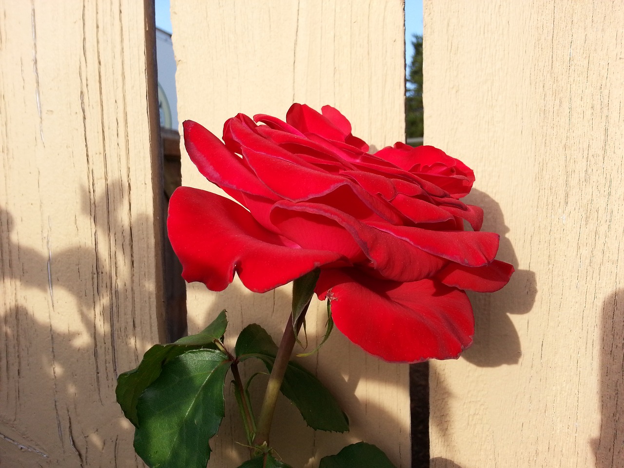 red rose flower bloom free photo