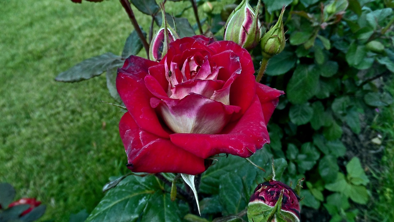 red rose flowers bud free photo