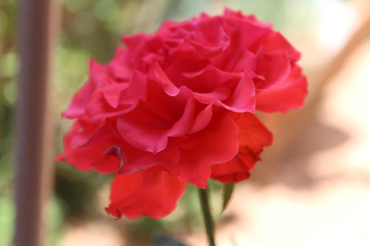 red rose flower rose free photo