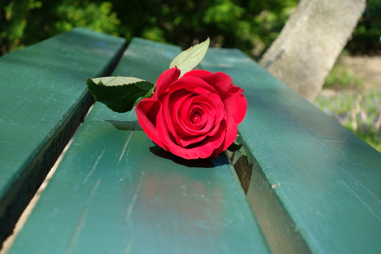 red rose green bench romantic free photo