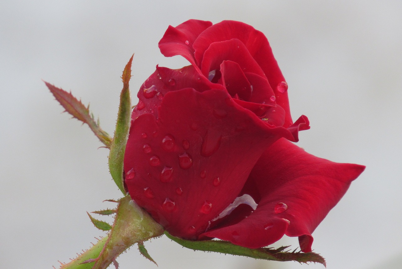 red rose dew flower free photo