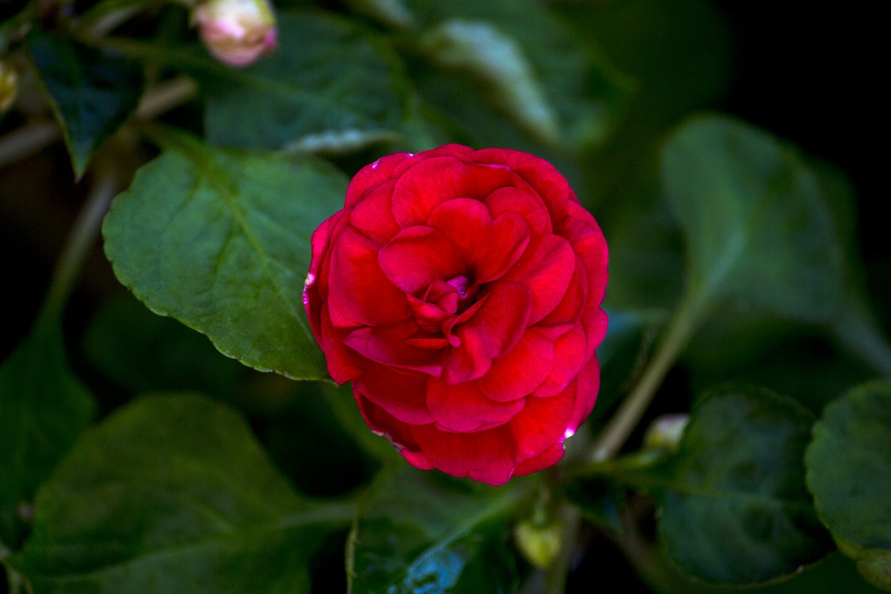 red rose rosa romantic free photo