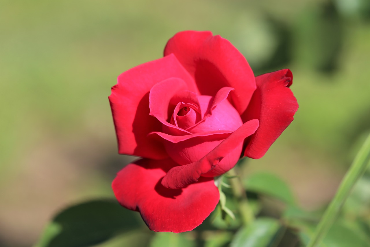 red rose romantic love symbol free photo