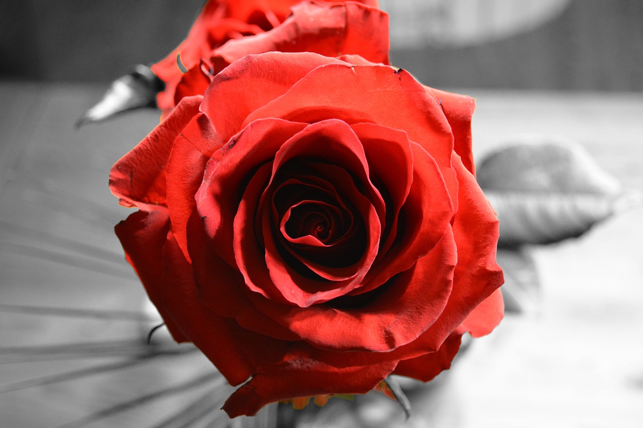 red rose contrast black and white free photo