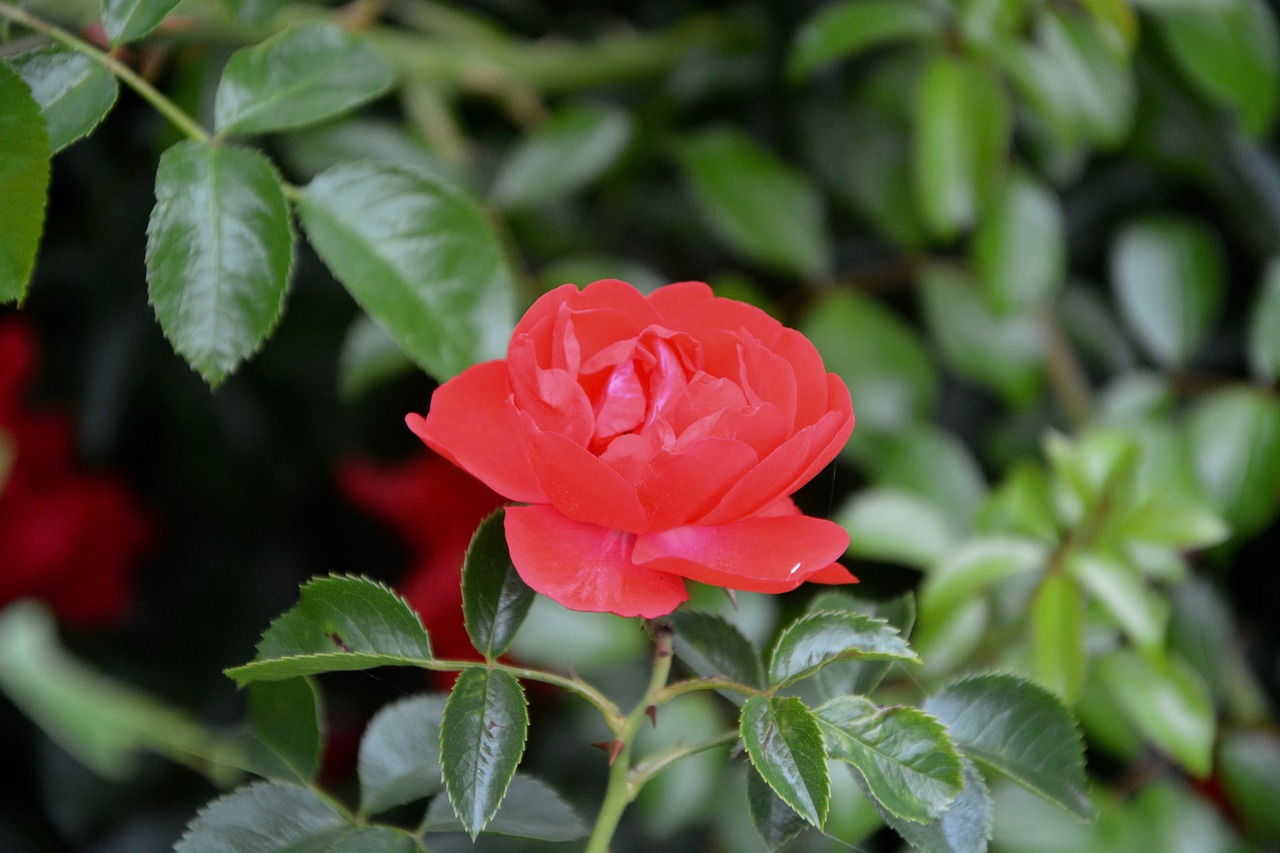 red rose thorn red free photo