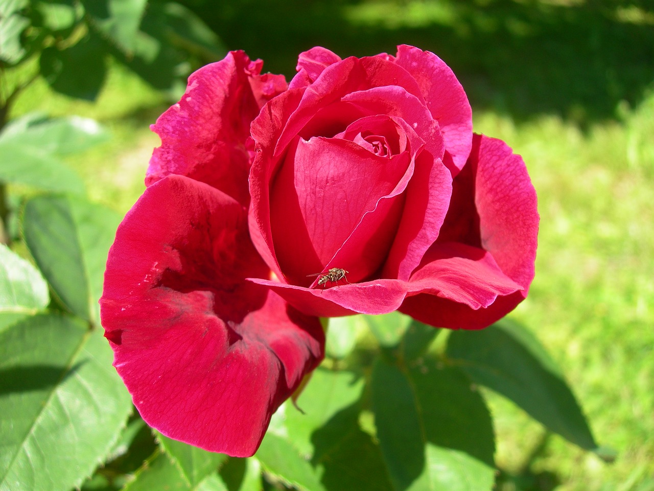 red rose rose garden insect free photo