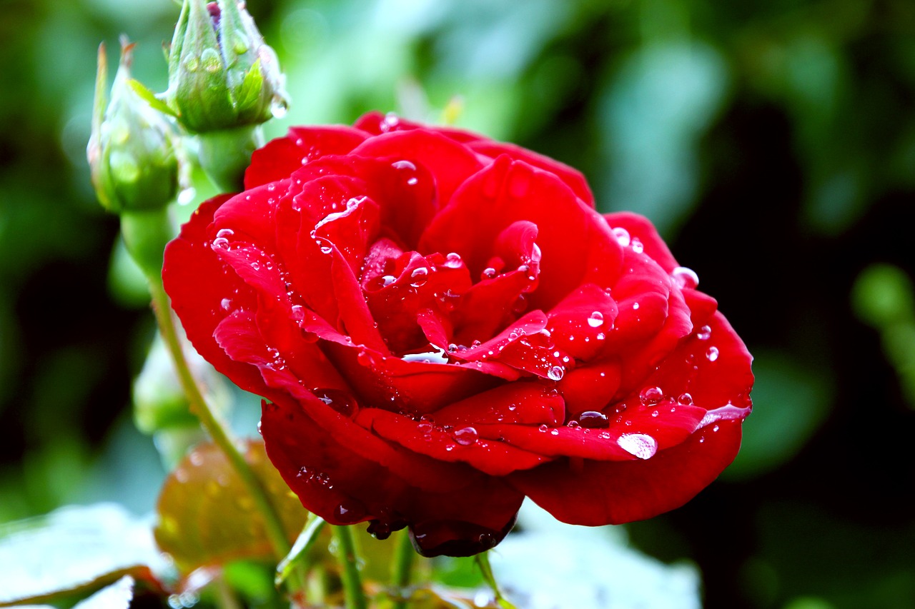 red rose flower rose free photo