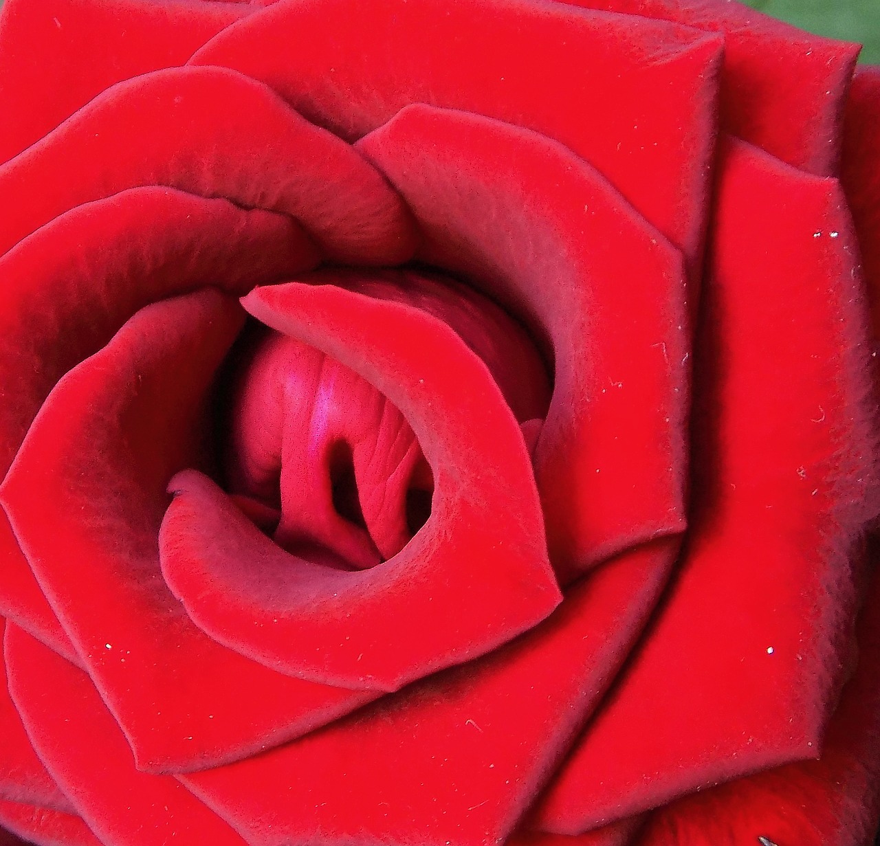 red rose close up flower free photo