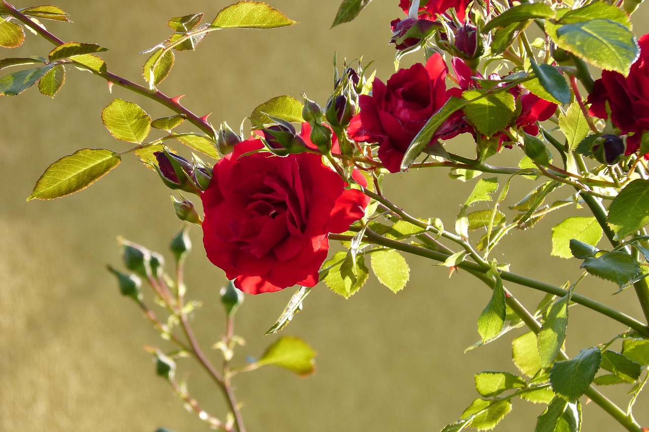 red rose flower nature free photo