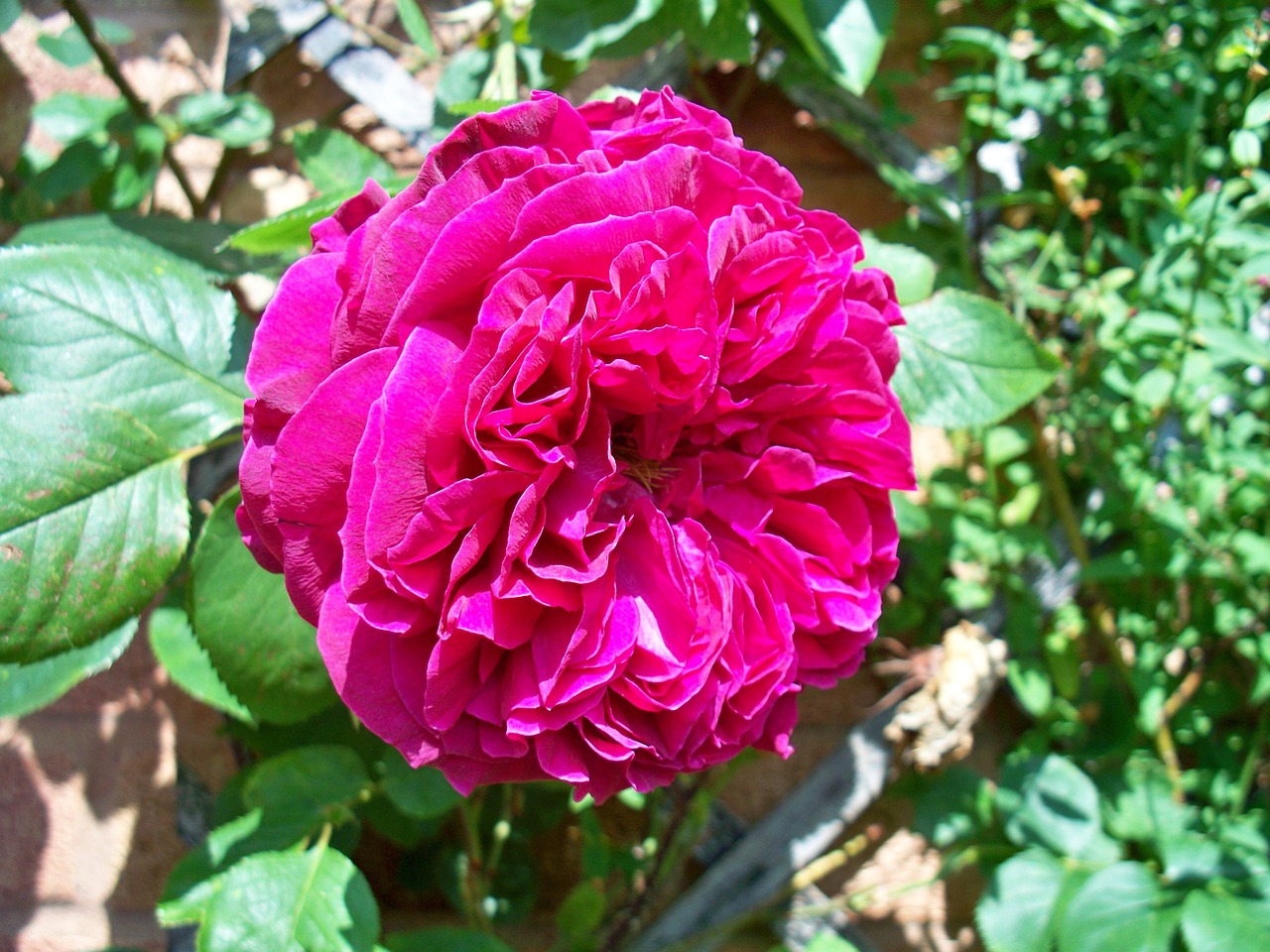 red rose turkish delight rose climbing rose free photo