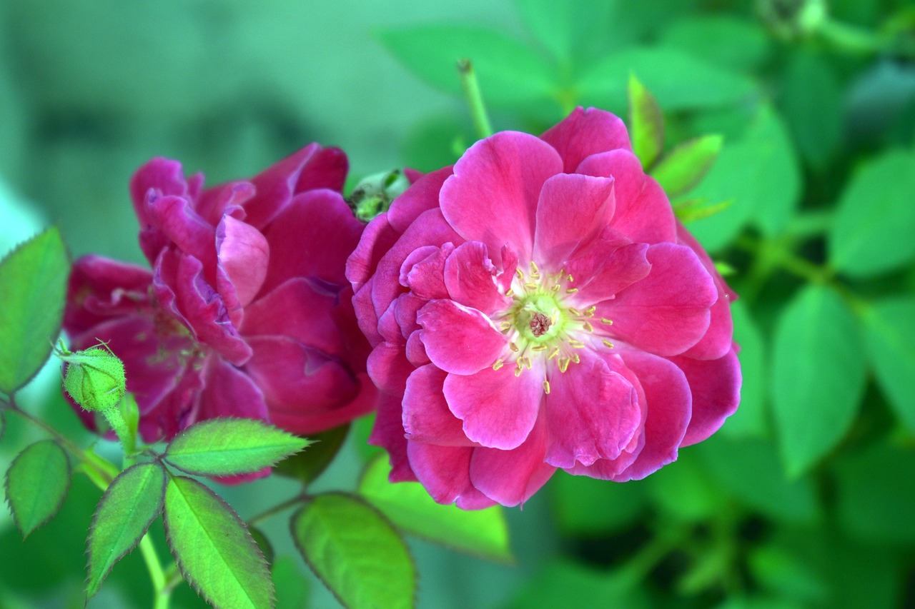 red rose red flower free photo