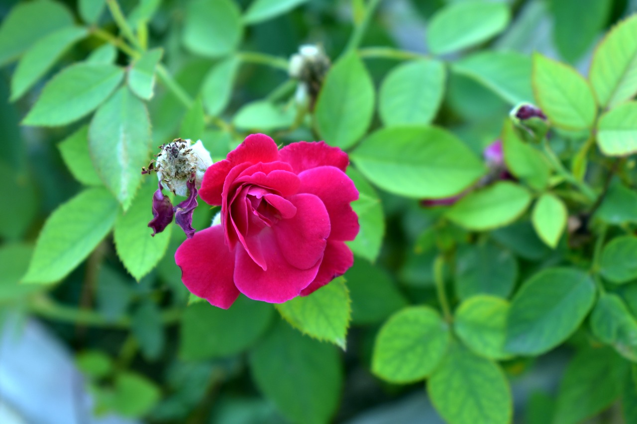 red rose rose flower free photo