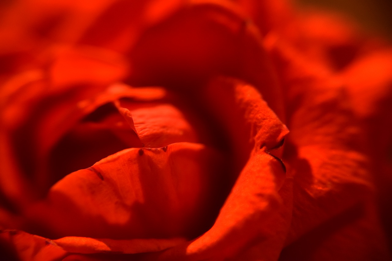 red rose rose petals soft free photo