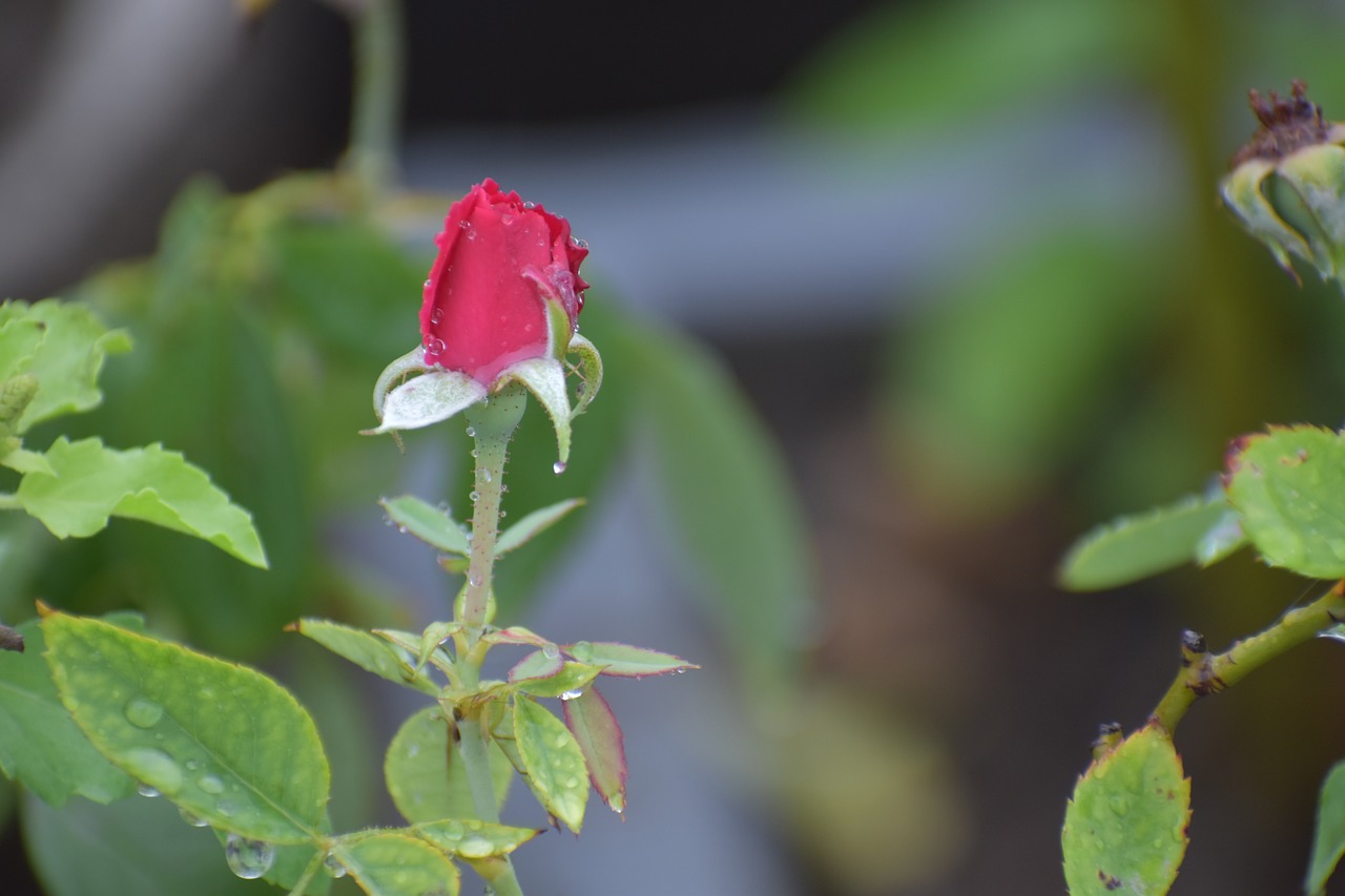 red rose bud flower free photo