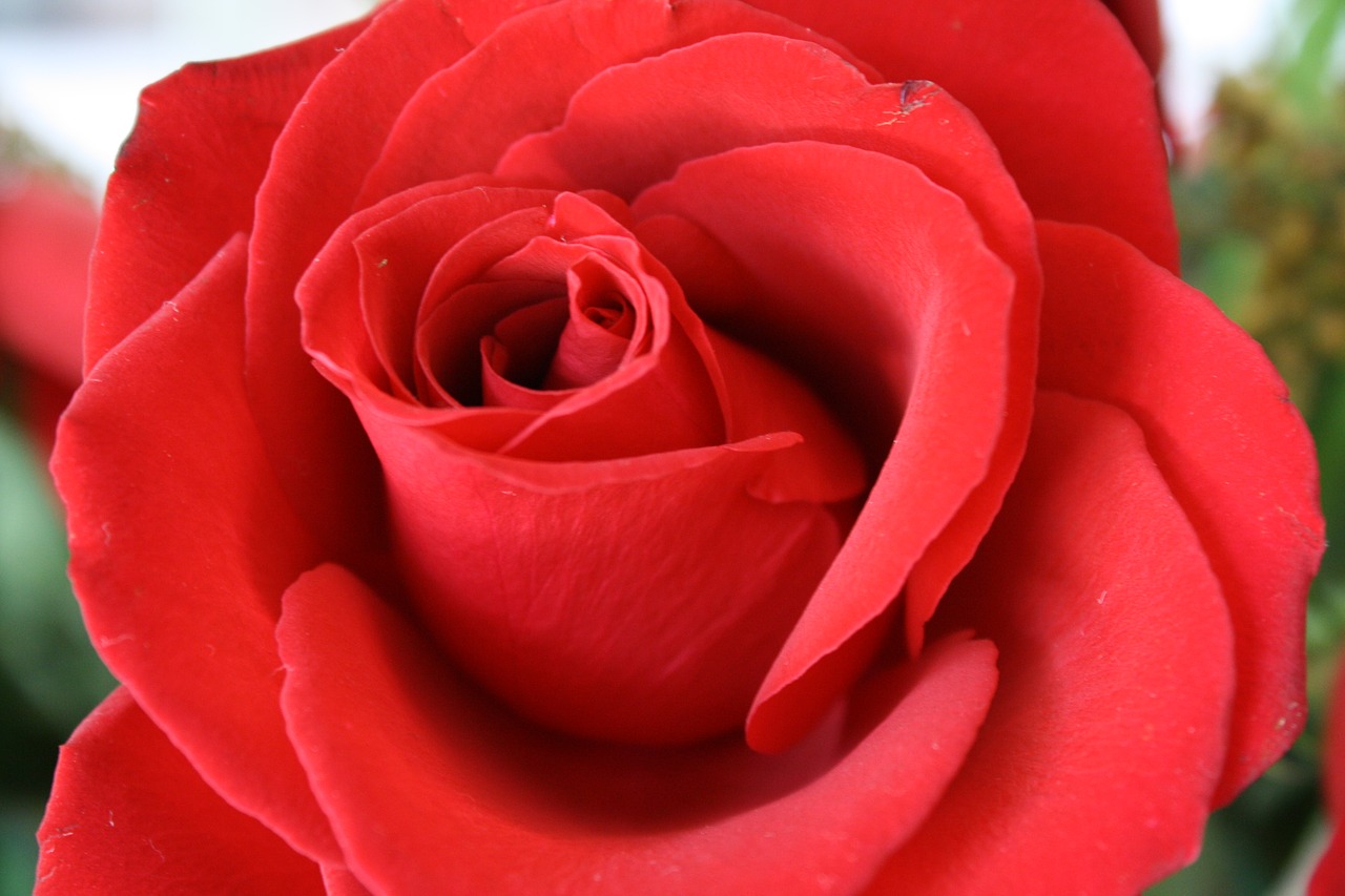 red rose garden macro free photo