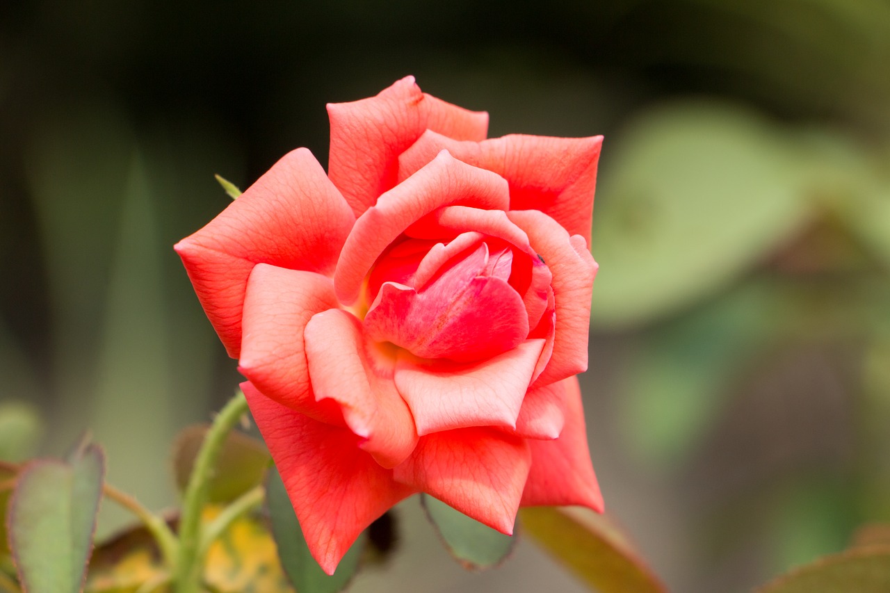 red rose rose flower free photo