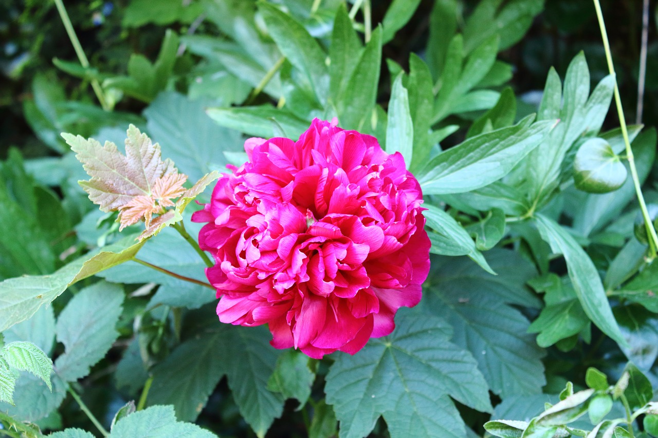 red rose nature flower free photo