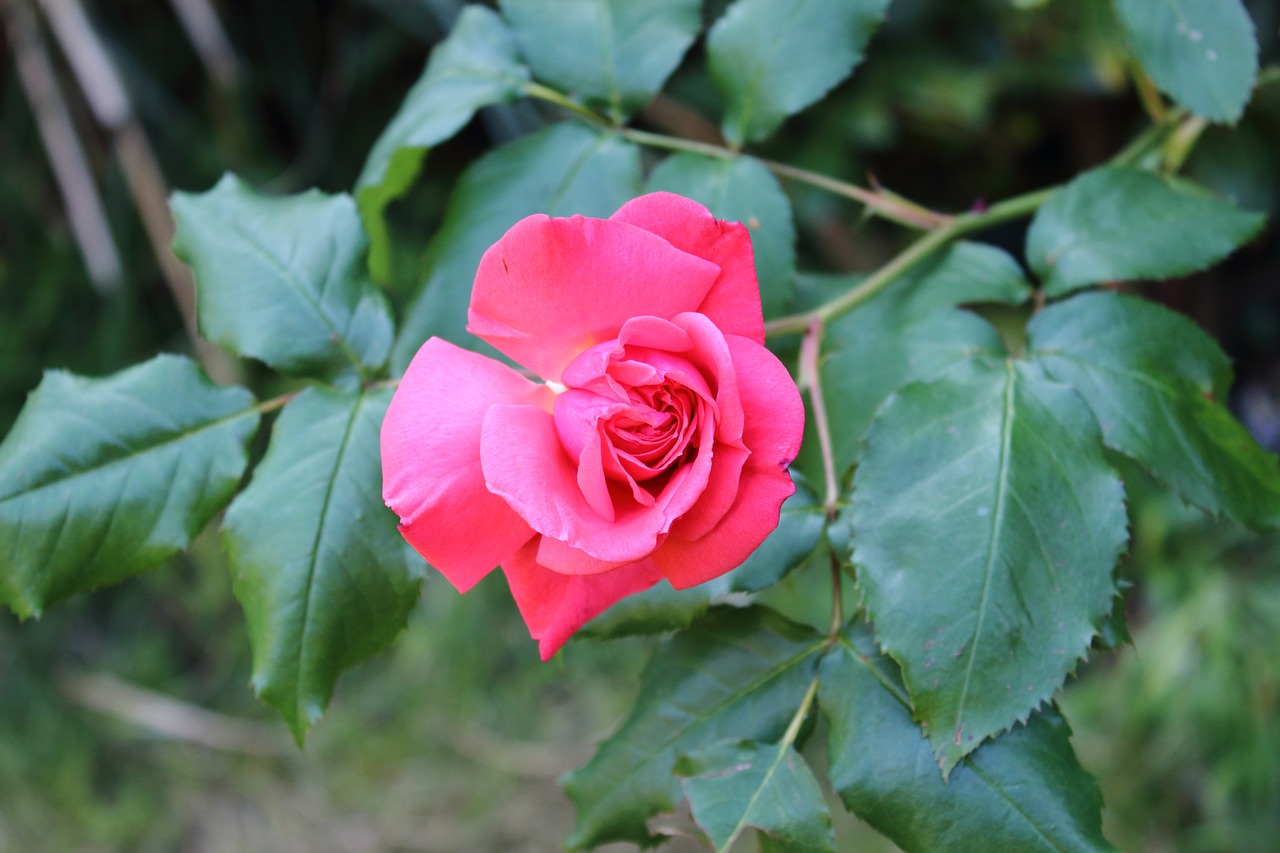 red rose flower nature free photo