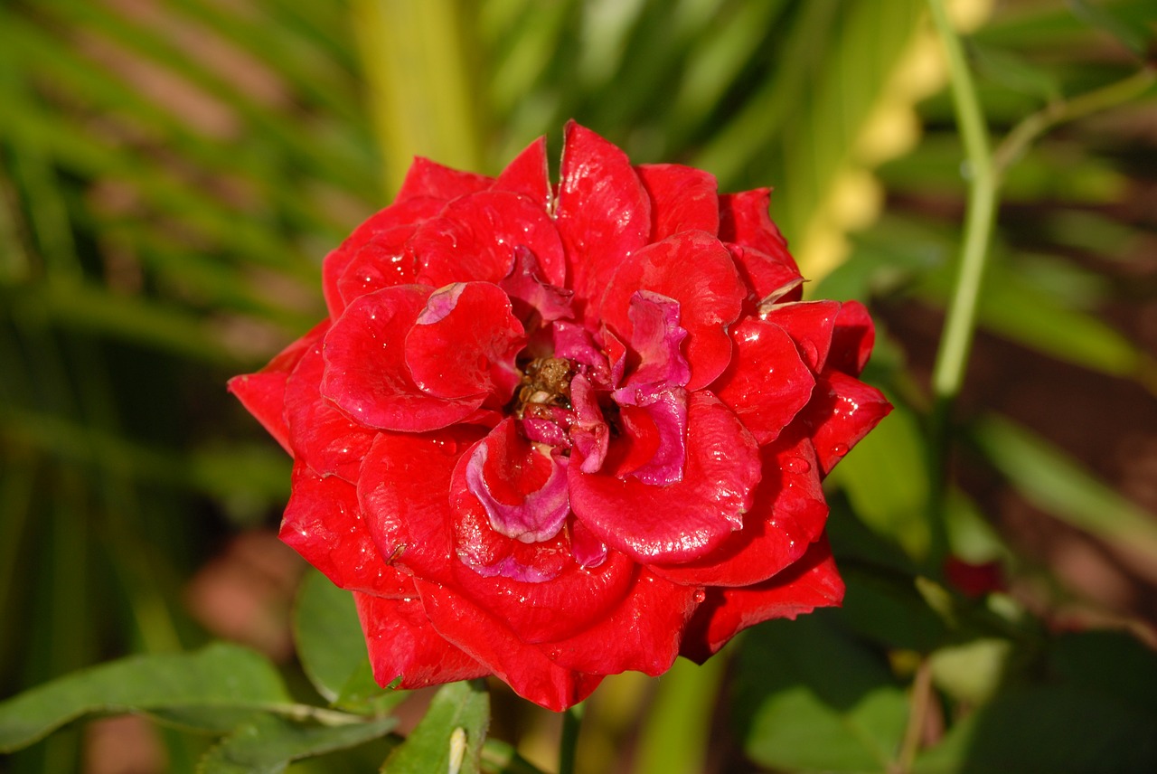 red rose small flower flora free photo