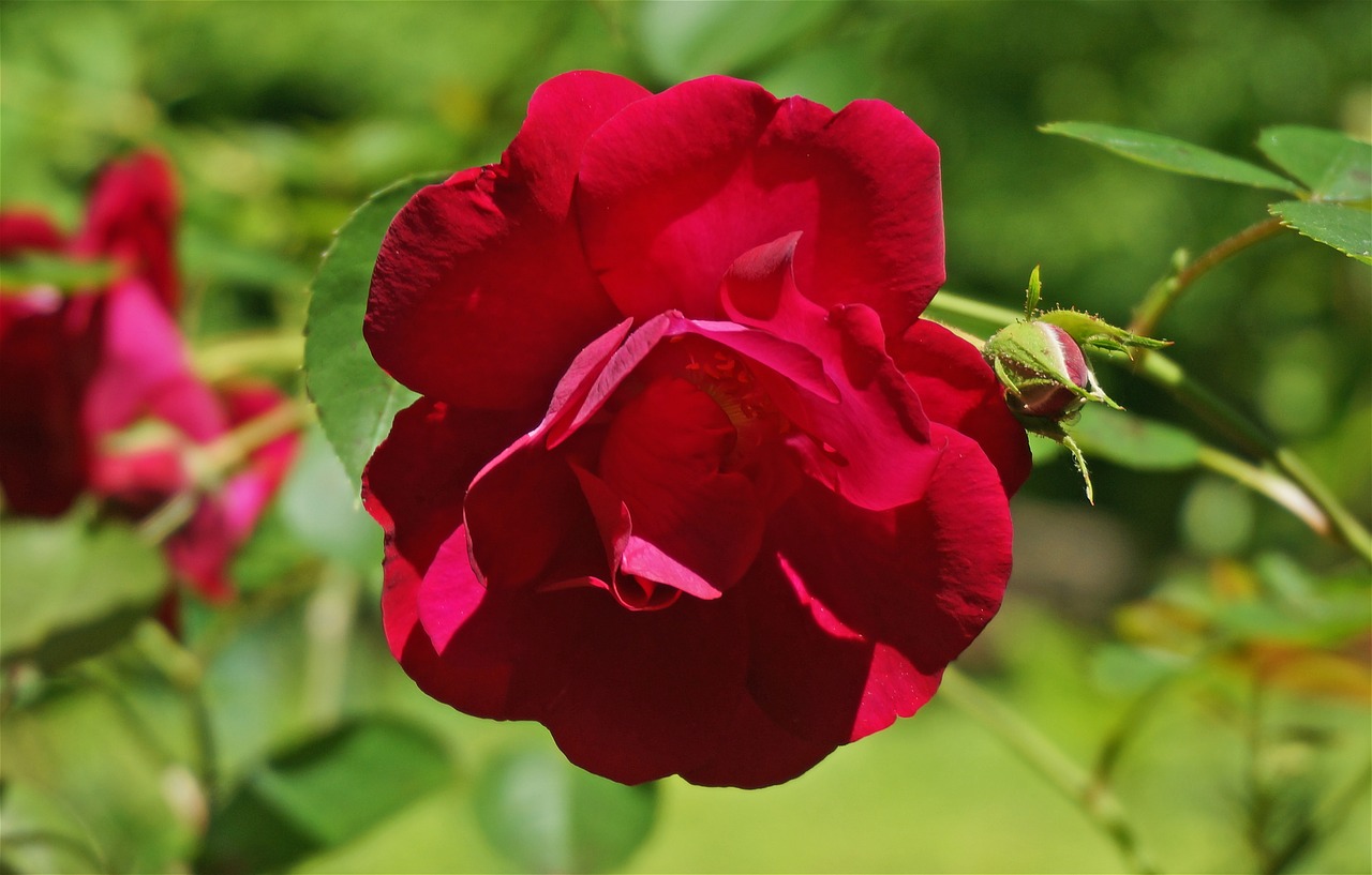 red rose rose flower free photo