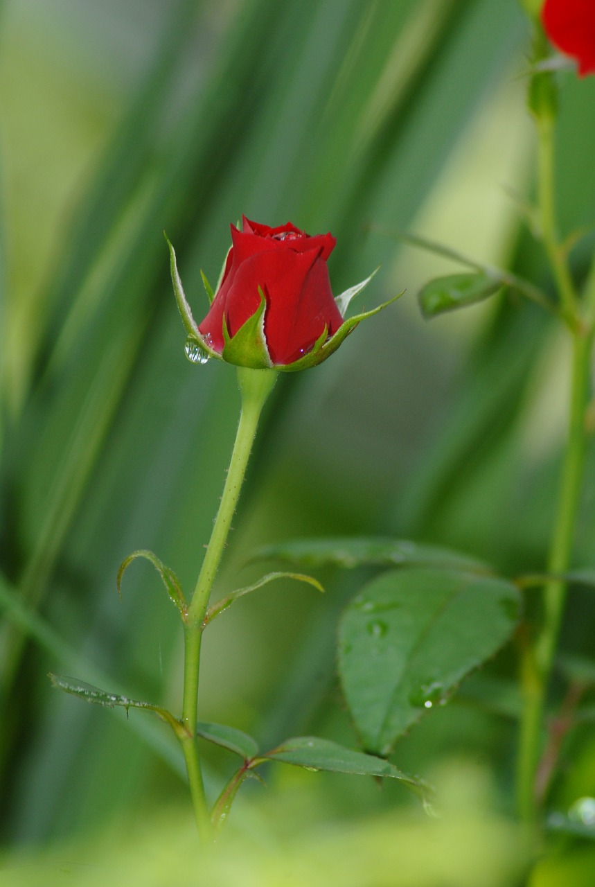 red rose flower flowers free photo