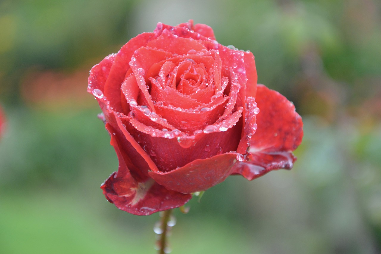 red rose passion love free photo