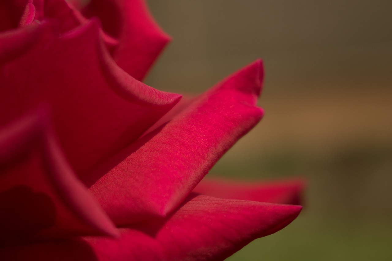 red rose closeup red roses free photo