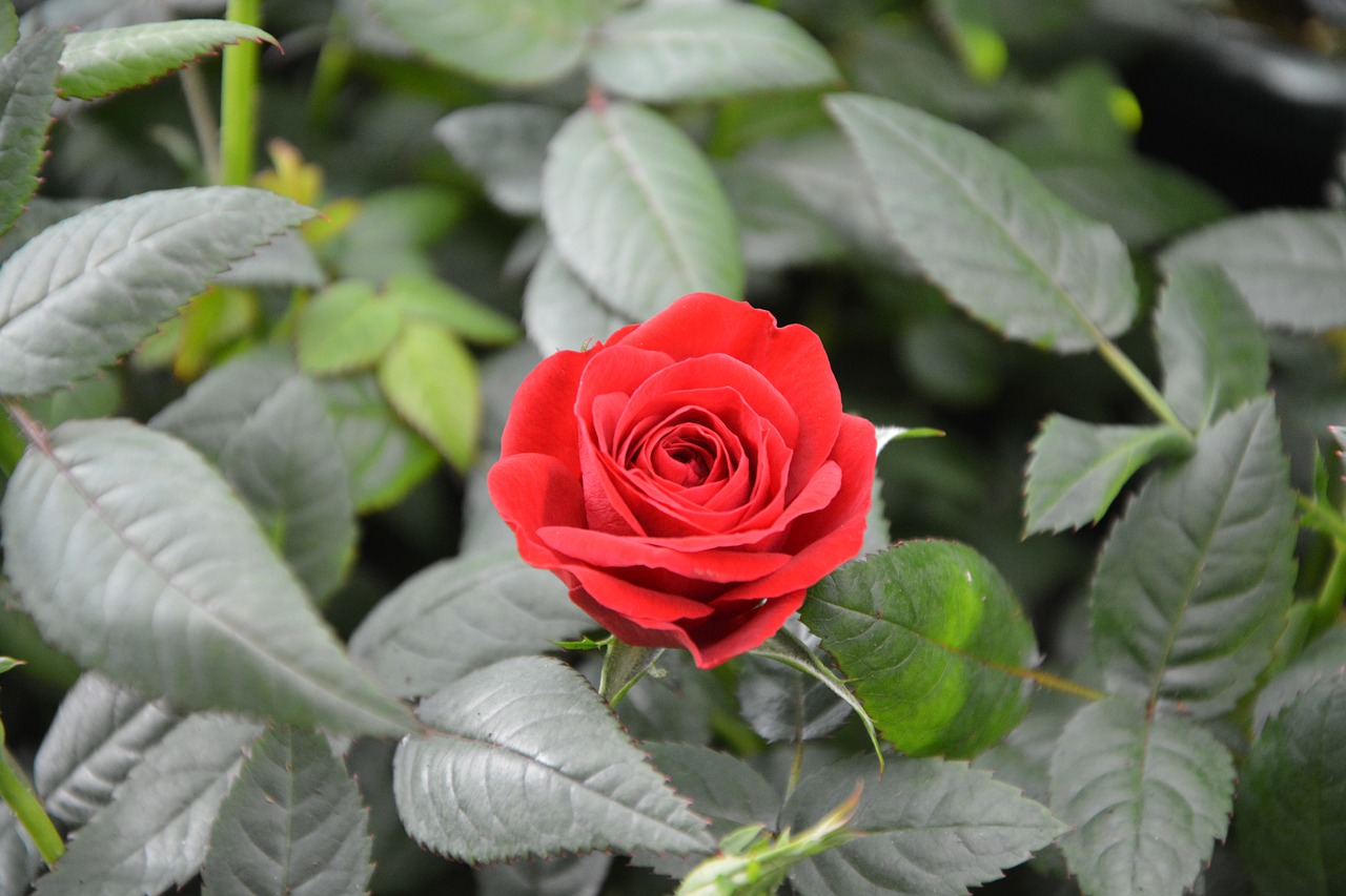 red rose green leaves thorns free photo