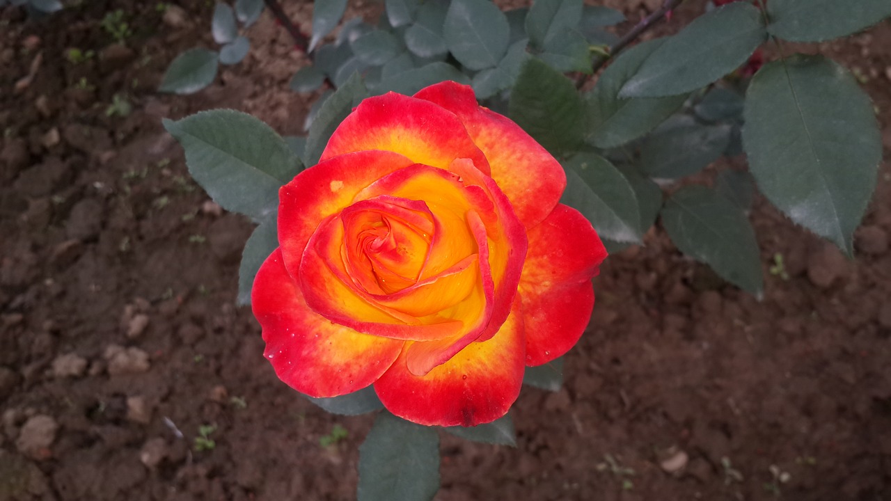 red rose beauty of nature flower free photo