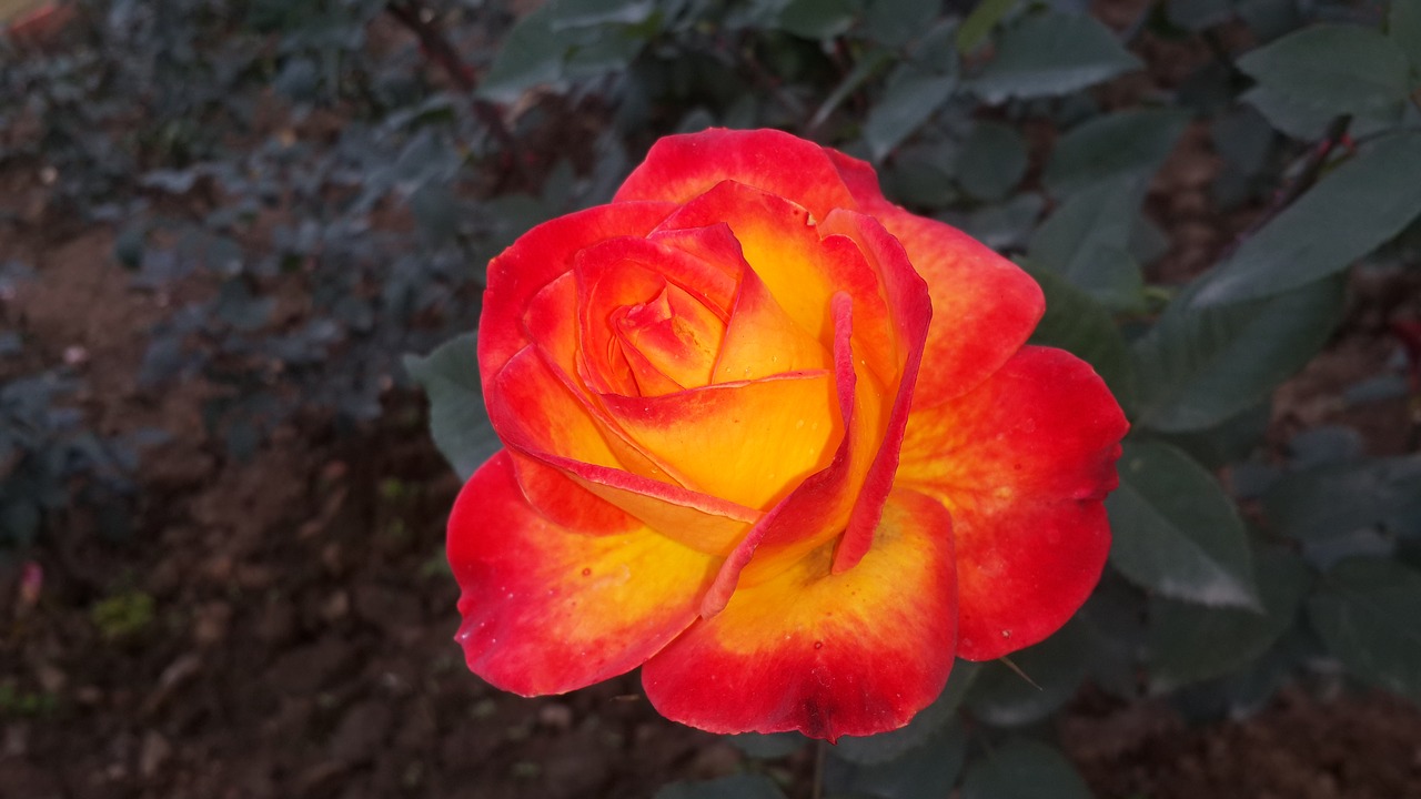 red rose beauty of nature flower free photo