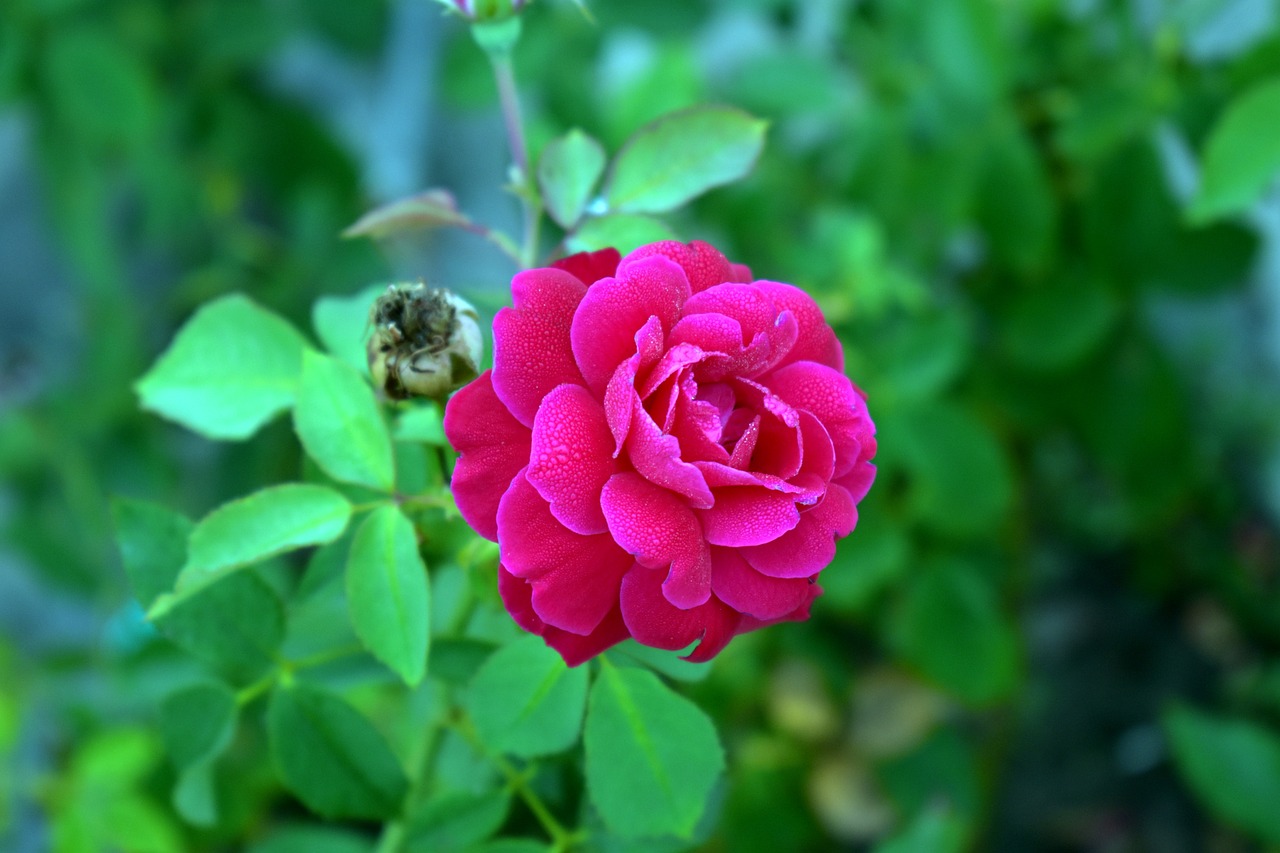 red rose red flower free photo