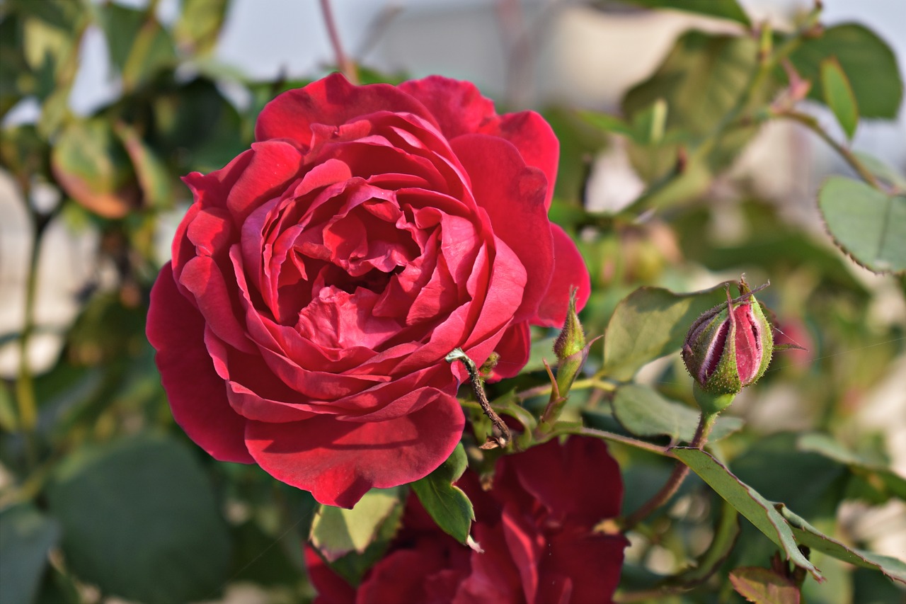 red rose rose flower free photo