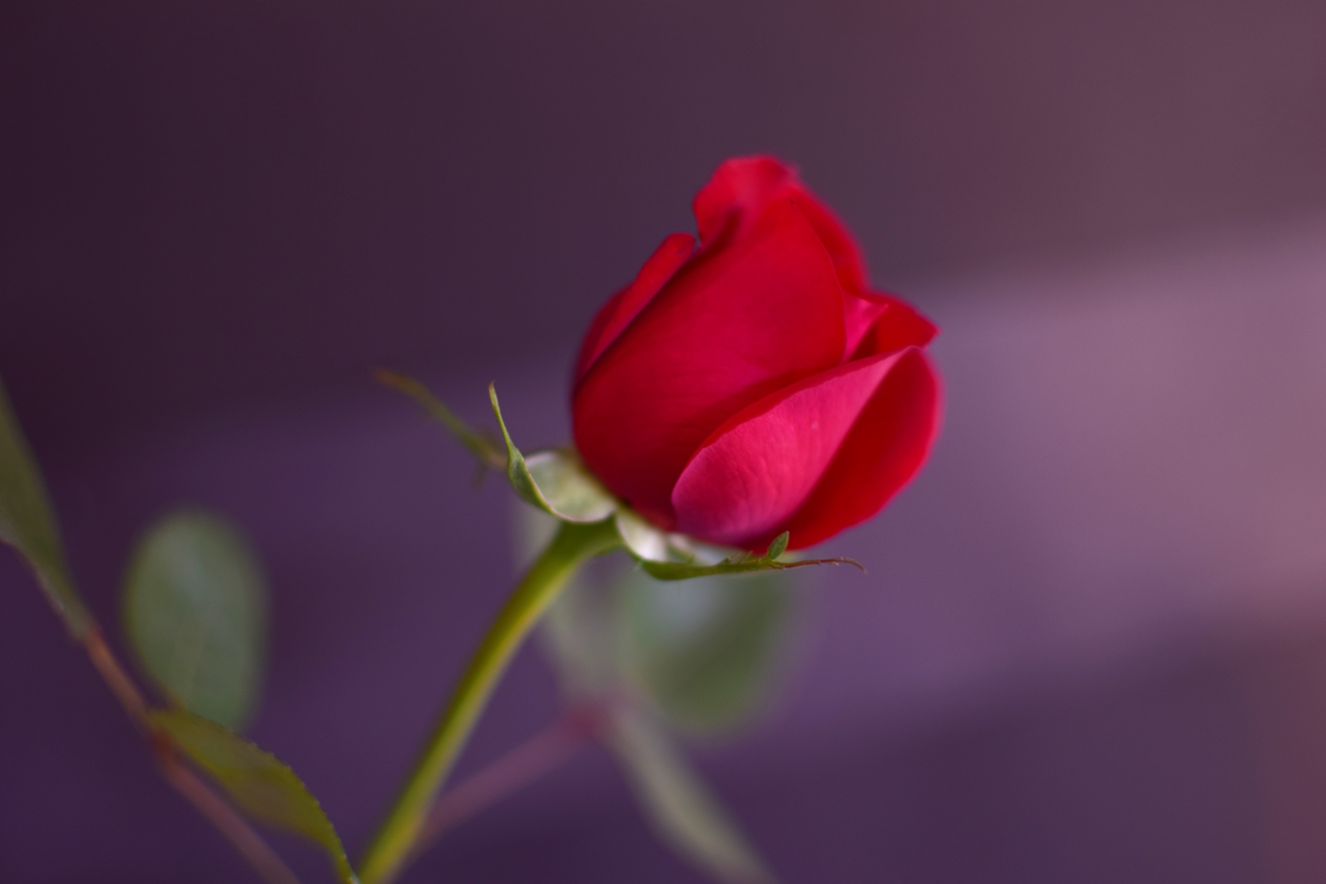 rose flower red free photo