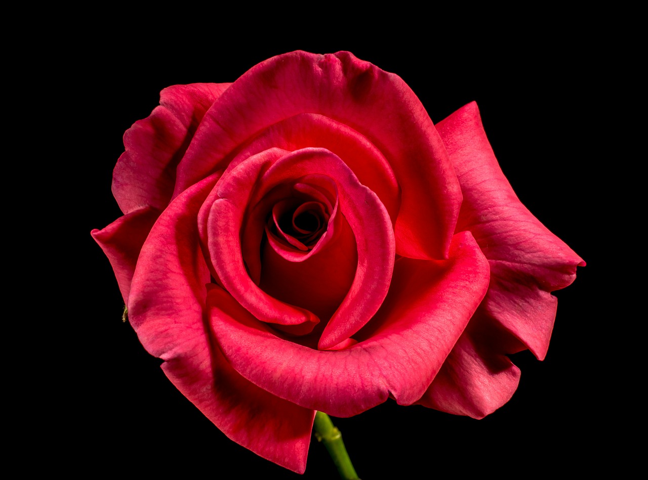 red rose rose rose bloom free photo