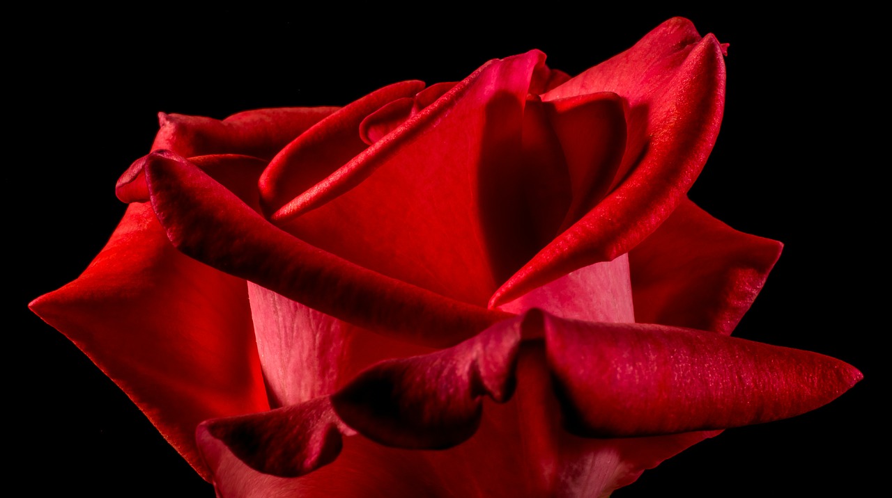 red rose rose rose bloom free photo