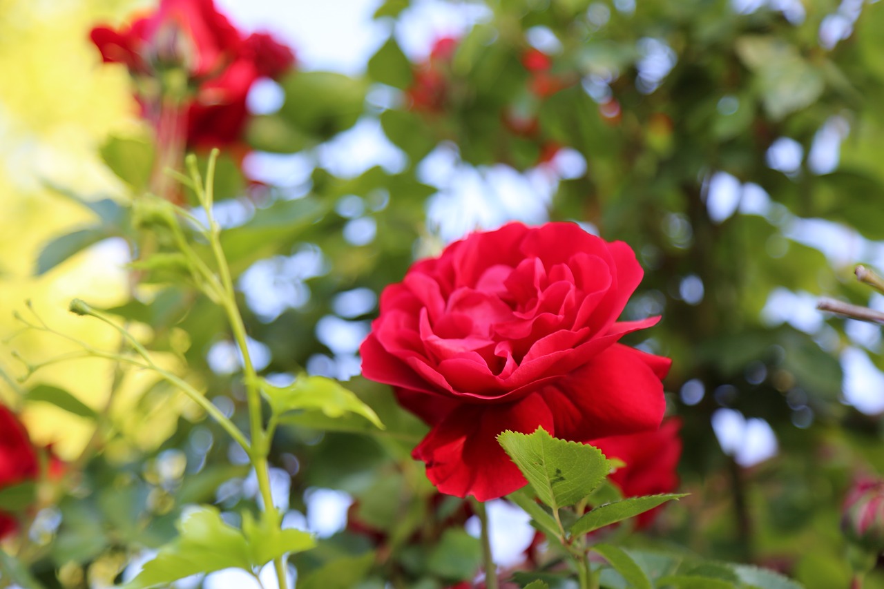 red rose  flower  nature free photo