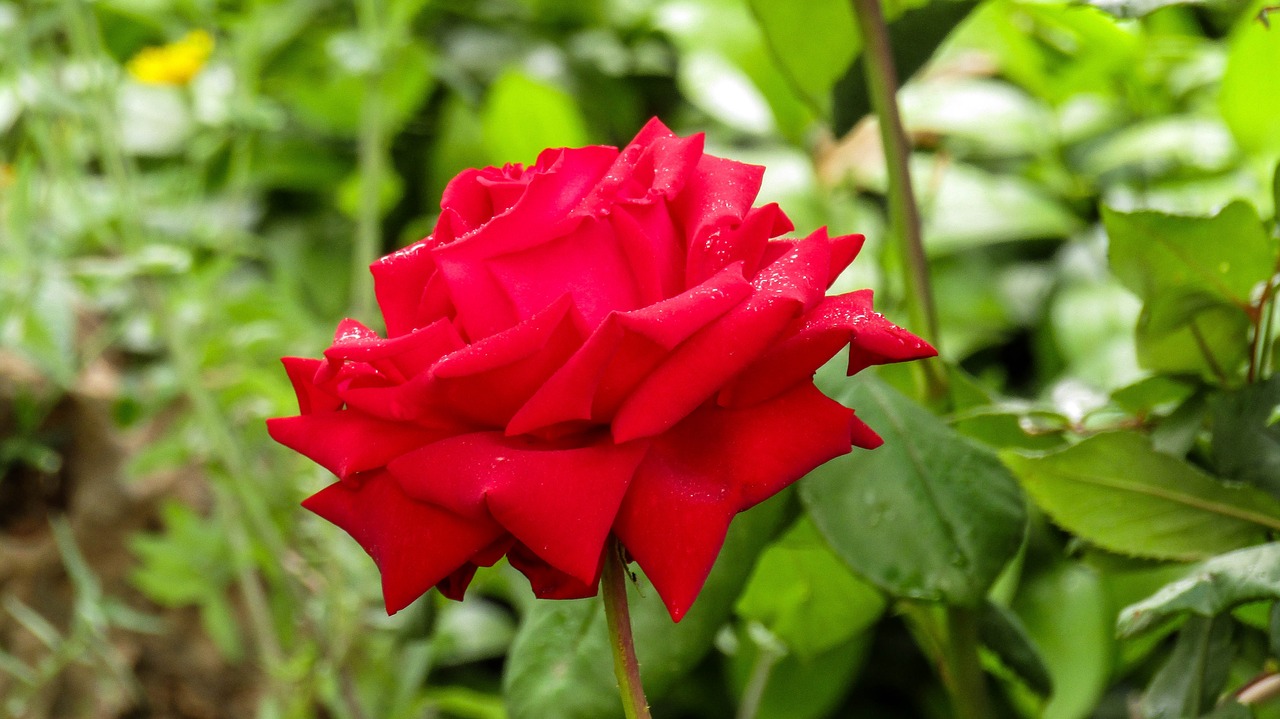 red rose  red  nature free photo