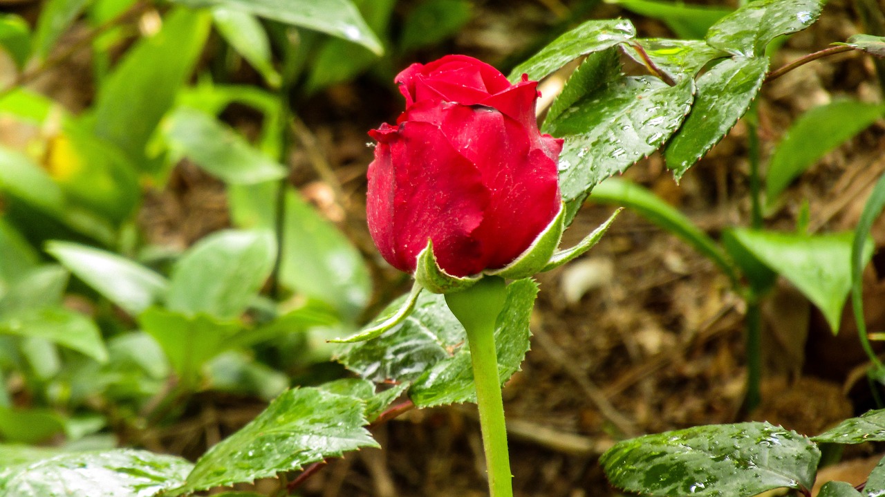 red rose  rosa  nature free photo